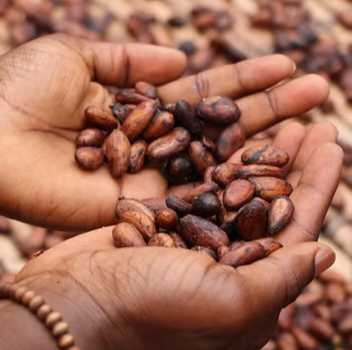 Découverte du cacao ivoirien